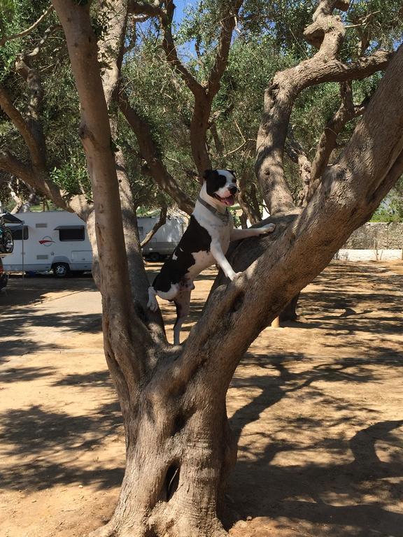 Camping Porto Miggiano Santa Cesarea Terme Ngoại thất bức ảnh
